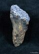 HUGE Rooted Triceratops Tooth #1440-1